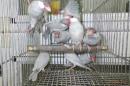KOT-2738　シルバー文鳥の若雄