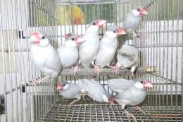 KOT-2738　シルバー文鳥の若雄