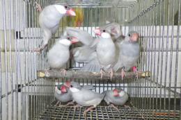 KOT-2738　シルバー文鳥の若雄