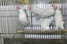 KOT-2739　薄めのシルバー　文鳥　オス1羽の価格