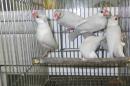 KOT-2739　薄めのシルバー　文鳥　オス1羽の価格