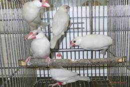 KOT-2739　薄めのシルバー　文鳥　オス1羽の価格