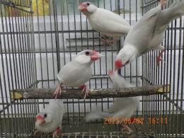 KOT-2739　薄めのシルバー　文鳥　オス1羽の価格