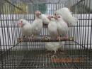 KOT-2741　白文鳥・若い個体　1羽の価格