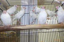 KOT-2741　白文鳥・若い個体　1羽の価格