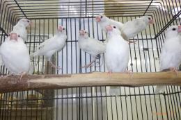 KOT-2741　白文鳥・若い個体　1羽の価格