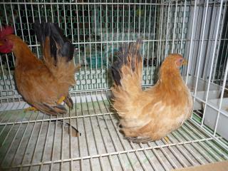 TA-506 猩々チャボの雄雌で 中雛 | キットウココ ペット部