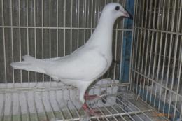 HT-1081　白いレース鳩　一人餌の雛若26L(8B)085　♀