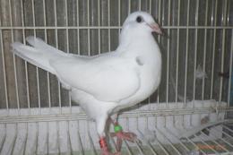 HT-1082　白いレース鳩　一人餌の雛若26L(8B)037　♂