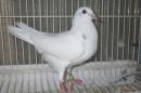 HT-1082　白いレース鳩　一人餌の雛若26L(8B)037　♂