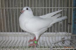 HT-1082　白いレース鳩　一人餌の雛若26L(8B)037　♂