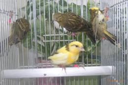 KOT-2861　リザードカナリヤ　26年巣立ち若　♀