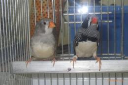 KOT-2862　キンカチョウ{ブラックチーク}雄雌で
