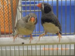 KOT-2862　キンカチョウ{ブラックチーク}雄雌で