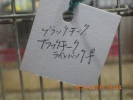 KOT-2862　キンカチョウ{ブラックチーク}雄雌で