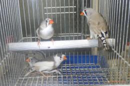 KOT-2863　キンカチョウ{パイド}　雄雌で