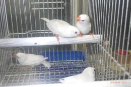 KOT-2864　キンカチョウ{白}　雄雌で??