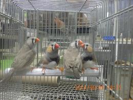 KOT-2865　キンカチョウ{ライトバック}　雄雌で