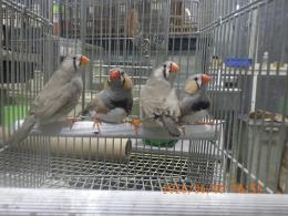 KOT-2865　キンカチョウ{ライトバック}　雄雌で