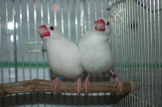 KOT-861 ヨーロッパブリードの白文鳥2羽で、その1