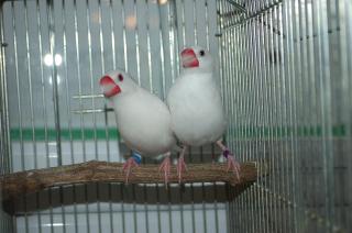 KOT-861 ヨーロッパブリードの白文鳥2羽で、その1