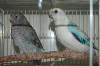 IN-514 ベルギー産 美声インコ色変わり 雄雌で | キットウココ ペット部
