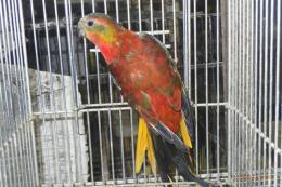 IN-4493　ヒムネキキョウインコ・スーパーレッドオパーリン　♀