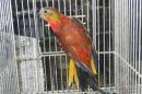 IN-4493　ヒムネキキョウインコ・スーパーレッドオパーリン　♀