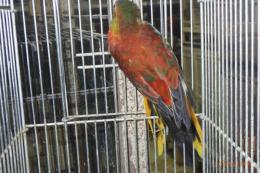 IN-4493　ヒムネキキョウインコ・スーパーレッドオパーリン　♀