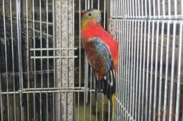 IN-4493　ヒムネキキョウインコ・スーパーレッドオパーリン　♀