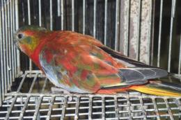 IN-4493　ヒムネキキョウインコ・スーパーレッドオパーリン　♀