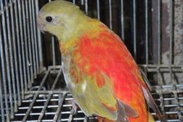 IN-4494　ヒムネキキョウインコ・シナモンレッドオパーリン　♀