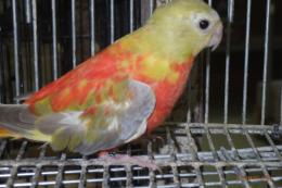 IN-4494　ヒムネキキョウインコ・シナモンレッドオパーリン　♀