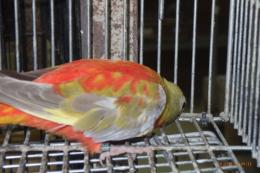 IN-4494　ヒムネキキョウインコ・シナモンレッドオパーリン　♀