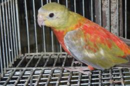 IN-4494　ヒムネキキョウインコ・シナモンレッドオパーリン　♀