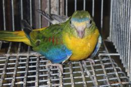 IN-4495　キキョウインコの雌　