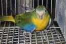 IN-4495　キキョウインコの雌　