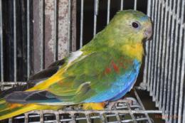 IN-4495　キキョウインコの雌　