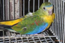 IN-4495　キキョウインコの雌　