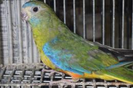 IN-4496　キキョウインコの雌　