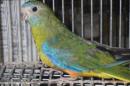 IN-4496　キキョウインコの雌　