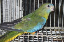 IN-4496　キキョウインコの雌　