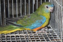 IN-4496　キキョウインコの雌　