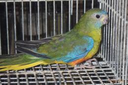 IN-4496　キキョウインコの雌　