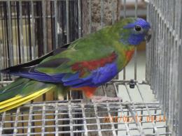 IN-4497　ヒムネキキョウインコ　♂