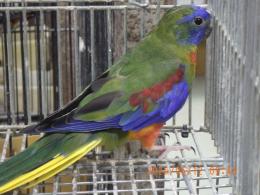 IN-4497　ヒムネキキョウインコ　♂