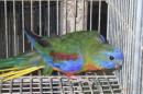 IN-4498　ヒムネキキョウインコの雄