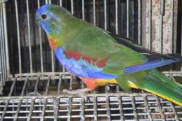 IN-4498　ヒムネキキョウインコの雄
