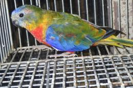 IN-4499　ヒムネキキョウインコ　♂