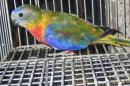 IN-4499　ヒムネキキョウインコ　♂